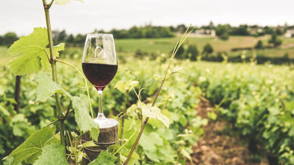 Javni poziv za dodjelu posebne podrške za vino | Radio Televizija Budva