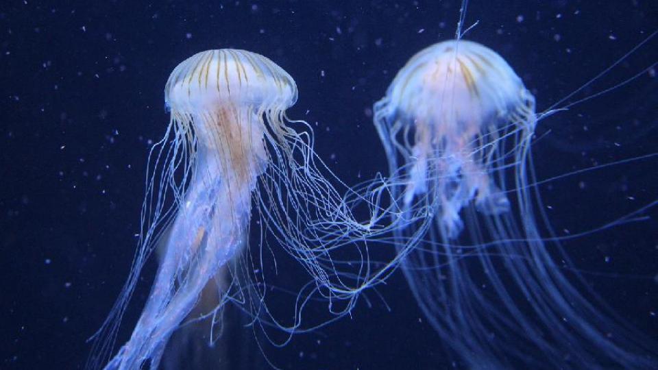 Prva pomoć kod opekotina od meduza | Radio Televizija Budva