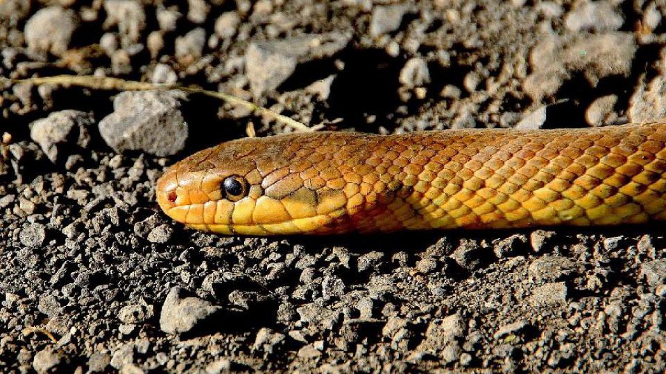 Vrsta zmije otkrivena u Peruu dobila ime po Harisonu Fordu | Radio Televizija Budva