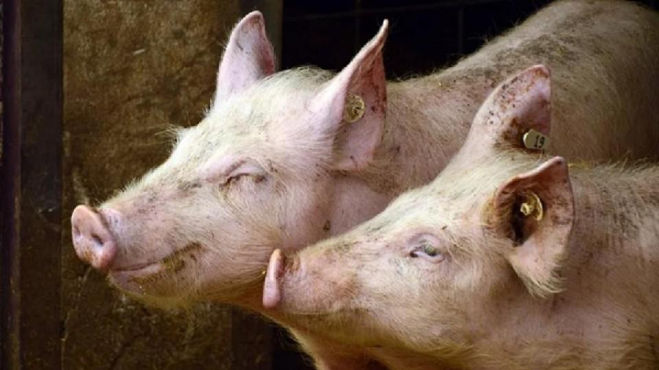 Svinjsko meso će narednih mjeseci biti skuplje, kilogram i do 8,5 eura | Radio Televizija Budva
