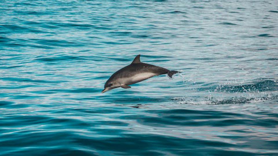 (VIDEO) Delfini nadomak Svetog Stefana | Radio Televizija Budva