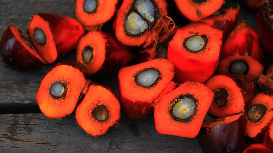 Naučnici vjeruju da su pronašli zamjenu za palmino ulje | Radio Televizija Budva