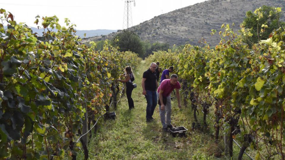 Završena ovogodišnja berba u vinogradima UCG | Radio Televizija Budva