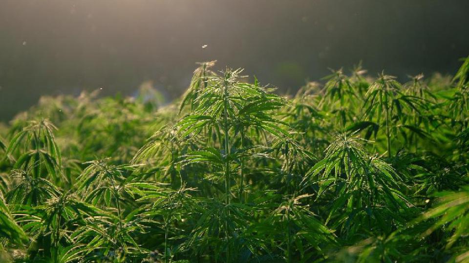 U Pljevljima otkrivena plantaža marihuane | Radio Televizija Budva