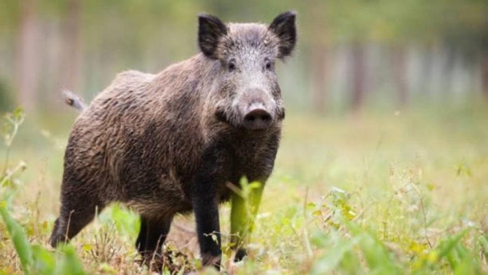 Registrovan prvi slučaj afričke kuge kod divljih svinja | Radio Televizija Budva