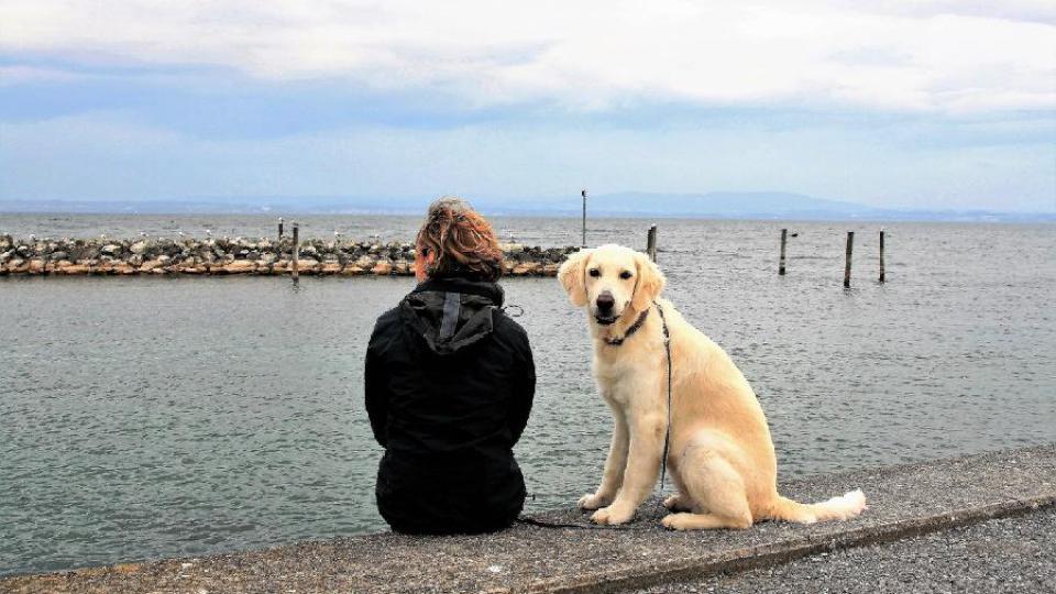 Psi pomažu ljudima da poboljšaju koncentraciju | Radio Televizija Budva