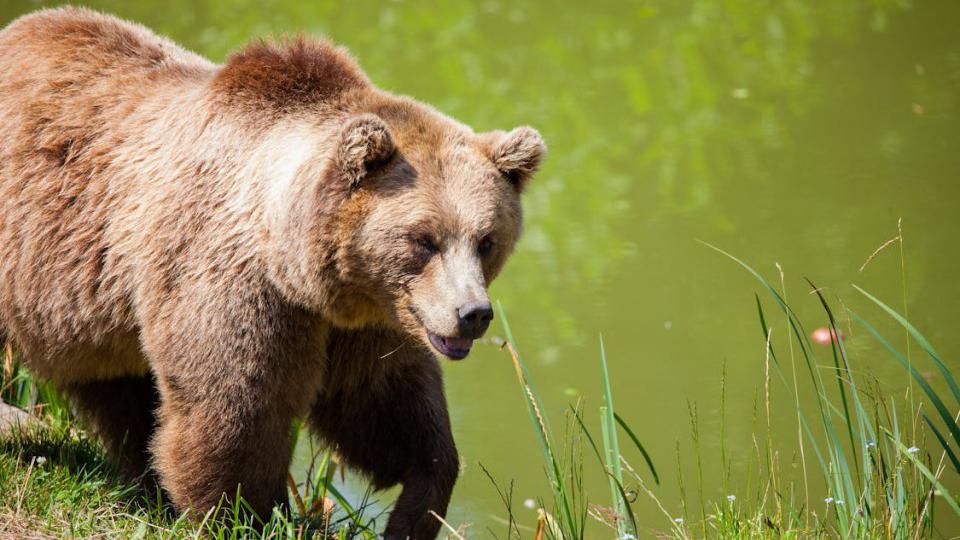 Medvjedi nijesu imali zimski san, hranu traže i blizu seoskih domaćinstava | Radio Televizija Budva